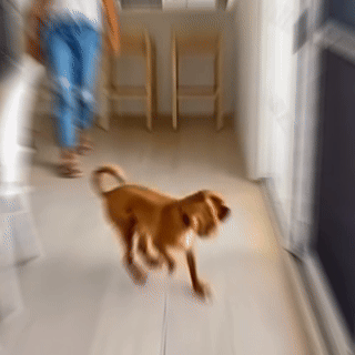 Ultrasonic Dog Repeller Barking Devices