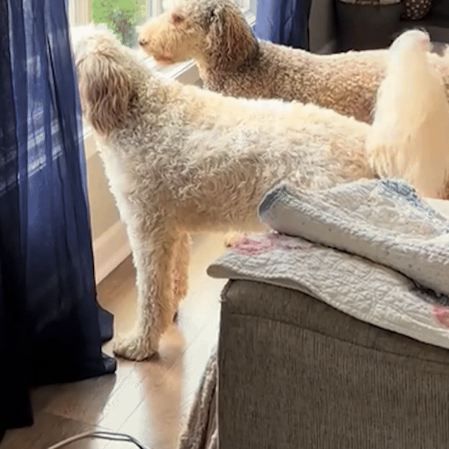 Ultrasonic Dog Repeller Barking Devices